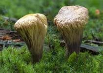 Abgestutzte Riesenkeule, Foto 14