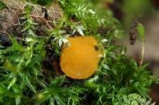Dottergelber Erdborstling, Foto 7
