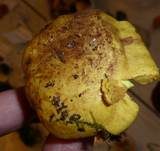 Dottergelber Klumpfuß, Foto 10
