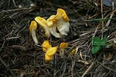 Dottergelber Spateling, Foto 12