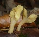 Dottergelber Spateling, Foto 17