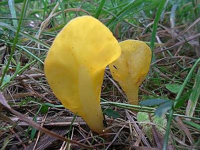 Dottergelber Spateling, Foto 4