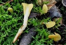 Dottergelber Spateling, Foto 23