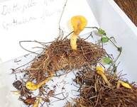 Dottergelber Spateling, Foto 29
