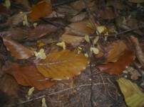 Dottergelber Spateling, Foto 31