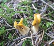 Dottergelber Spateling, Foto 9