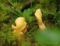 Dottergelber Spateling, Foto 10