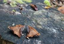 Dreieckiger Filzporling, Foto 6