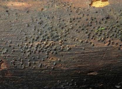 Dreifach-Septierter Groß-Kernpilz, Foto 2