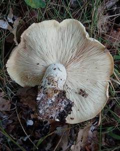 Dreifarbiger Krempenritterling, Foto 3