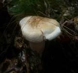 Dreifarbiger Krempenritterling, Foto 23
