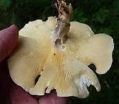 Dreifarbiger Krempenritterling, Foto 37