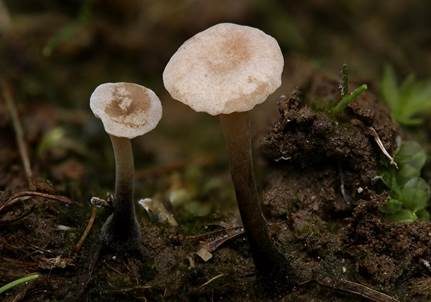 Dreifarbiger Zwergschwindling, Foto 3