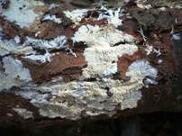 Drimitischer Krustenpilz, Foto 6