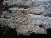Drimitischer Krustenpilz, Foto 10