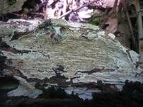Drimitischer Krustenpilz, Foto 11