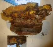 Duftender Goldporling, Foto 11