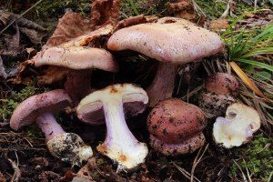 Duftender Klumpfuß, Foto 1