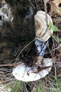 Duftender Mehlstaubporling, Foto 4