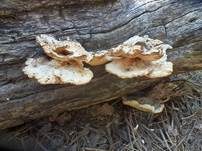 Duftender Mehlstaubporling, Foto 8