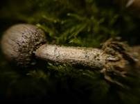 Dünenstielbovist, Foto 6