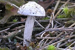 Dünenstielbovist, Foto 1