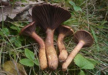 Aprikosen-Gelbfuß, Foto 2