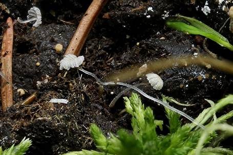 Dung-Zwergtintling, Foto 2