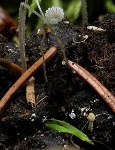 Dung-Zwergtintling, Foto 5