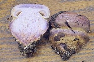 Dunkelblauer Schleimkopf, Foto 1