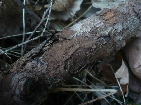 Dunkelbrauner Borstenscheibling, Foto 2