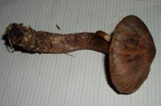 Dunkelbrauner Gürtelfuß, Foto 12