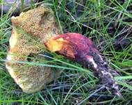 Dunkelroter Filzröhrling, Foto 7