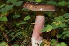 Dunkelroter Stachelbeertäubling, Foto 13