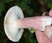 Dunkelroter Stachelbeertäubling, Foto 14