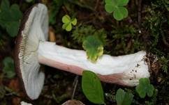 Dunkelroter Stachelbeertäubling, Foto 15