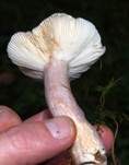 Dunkelroter Stachelbeertäubling, Foto 11
