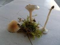 Dunkelscheibiger Ellerling, Foto 15