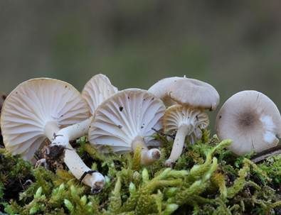 Dunkelscheibiger Ellerling, Foto 4
