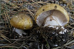 Dunkelschuppiger Klumpfuß, Foto 1