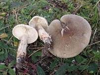 Dunkelschuppiger Seifenritterling, Foto 7