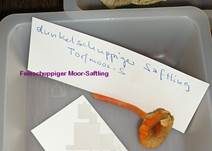 Dunkelschuppiger Torfmoossaftling, Foto 9