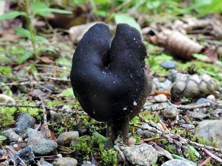 Dunkelstielige Sattellorchel, Foto 2