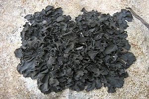 Dunkle Gallertflechte, Foto 1