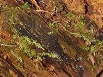 Aschgraues Weichbecherchen, Foto 19