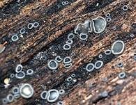Aschgraues Weichbecherchen, Foto 8