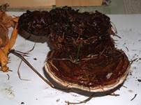 Dunkler Lackporling, Foto 12