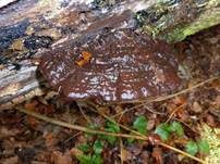Dunkler Lackporling, Foto 15