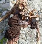 Dunkles Fadenkeulchen, Foto 15
