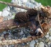 Dunkles Fadenkeulchen, Foto 16